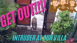 MONKEY in our VILLA, Panic in SANUR BALI