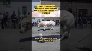 INILAH 3 SAPI TERBESAR DI INDONESIA YANG PERNAH JADI HEWAN QURBAN#shorts #feedshorts