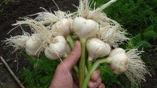 Allotment Diary : How to plant / Grow Garlic