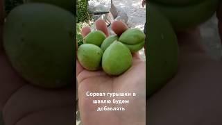 Гурышки для шавли или с солью очень вкусно #shortsvideo