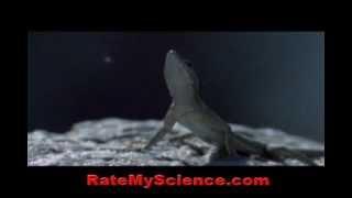 Lizards acrobatics for food, Rate My Science