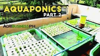 Aquaponics Part 2 : Aquaponics System and DIY | Agribusiness Philippines