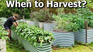 How to Know WHEN to Harvest Your Fruit and Vegetables?