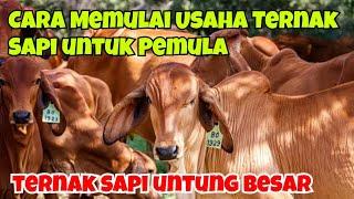 CARA MEMULAI USAHA TERNAK SAPI UNTUK PEMULA