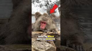 ️Snow Monkeys In Hot Springs!| Japanese Snow Monkeys #shortsfeed #monkey