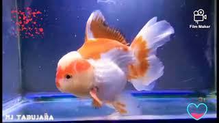 Rose tail Oranda,Top Quality Thailand Import- GOLDFISH