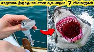 ராட்சச விலங்குகள் || Seven Amazing Animal Transformations || Tamil Info Share