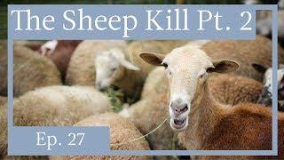 A Meatsmith Harvest Ep. 27:  Sheep Slaughter, Part 2