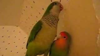 Pico the Quaker Parrot laughing hysterically with Lovebird