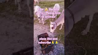 Cow Banana  party #viral #shorts #take care of the animals #humanity #motivation # fooding