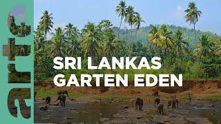 Der Yala-Nationalpark: Sri Lankas Garten Eden | Phänomenale Natur | ARTE Family