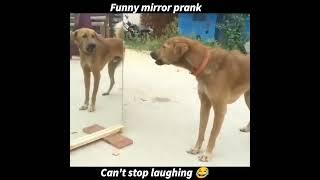 Реакция животных на зеркало