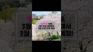 일본 주요 도시 벚꽃 개화시기, 도쿄 후쿠오카 오사카 삿포로 훗카이도