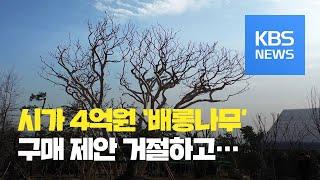 200년 된 ‘배롱나무’ 신안에 기증…거액 구매 제안도 거절 / KBS뉴스(News)