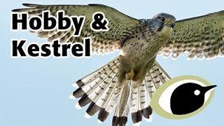 BTO Bird ID - Hobby & Kestrel