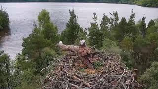 Live osprey nest camera at Loch of the Lowes Wildlife Reserve