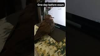 day before exam #funnybird #exammemes