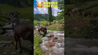 人间净土、山水自在，这里便是新疆阿勒泰！【Doculife-宝藏纪实馆】