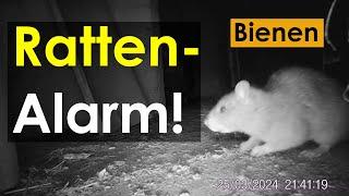 Bienen und Ratten - Rattenalarm: was macht Ihr gegen die Ratte - Wanderratte?