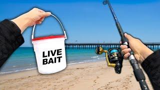 Fishing the BEACH w/ Live SHRIMP for Anything That Bites!