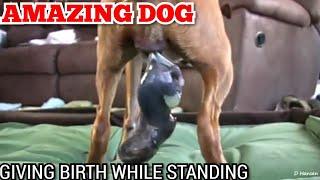 ANJING HEBAT !!! Melahirkan Sambil Berdiri | AMAZING DOG !!! Giving Birth While Standing