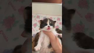 Cute kittens️【126】#shorts #cat #kittens #pets #babycat #funnycats #cutecat 