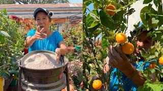 COMO USAR LA CENIZA PARA HACER UN ABONO POTENTE PARA FRUTALES - Abono Para Frutales con la Ceniza