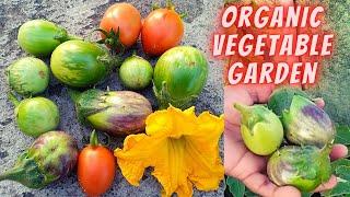 Organic Rooftop Terrace Garden/Harvesting Organic Vegetables/Sasipajay