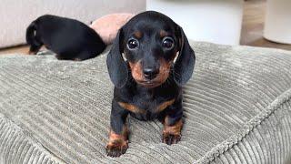 Dachshund puppies playing.