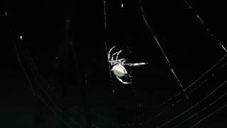 Orb Weaver Spider Weaving A Web