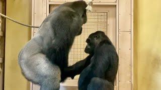 Courtship behavior of gorillas Shabani and Ai