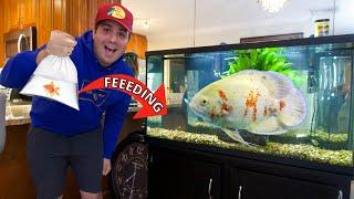 Feeding AGGRESSIVE Oscar Fish GOLDFISH!!