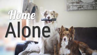 HOME ALONE || by Aiko, Owen & Olivia