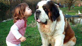 Baby Playing with St Bernard Dog A Beautiful friendship | Dog loves Baby Compilation