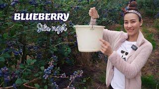 Cùng Khánh và gia đình khám phá vườn Blueberry tại Hà Lan