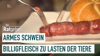 Armes Schwein – Billiges Fleisch zu Lasten der Tiere | Die Ratgeber