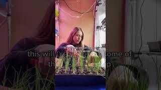 Trimming Onion Seedlings #backyardgardening #growyourownfood