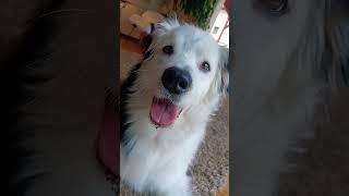 Hi I am Theo #dog #puppy #cute #pets #music #funny