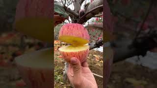  Cutting Apple In My Farm  | Fresh Fruit Cutting In My Farm