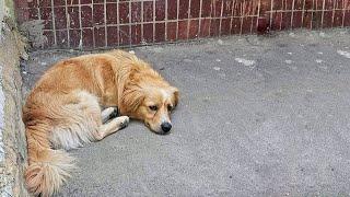 We Treated Him Like a Baby, Will it Help this Sad Dog Get out of Depression?