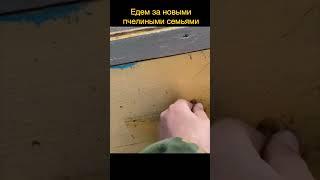 Сколько стоит семья пчёл!? #3 #пчеловодство #bee #пасека #пчёлы