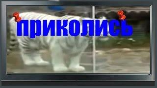 самое интересное и смешное видео подборка лучших приколов 2012-2015 #17