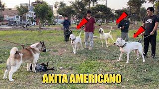 AKITA AMERICANO coincide con un grupo de DOGOS ARGENTINOS 