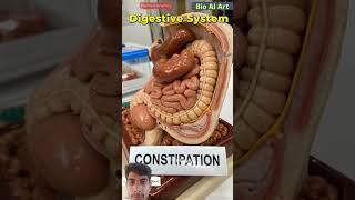 digestive Inestem you system  Akash Kumar subscribe share comment please 