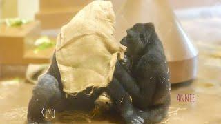 Hilarious Gorilla Cuddles Up To His Sister While The Silverback Sleeping | The Shabani's Group