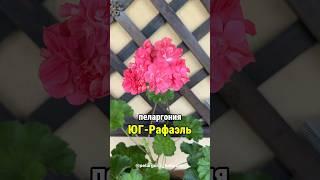 Пеларгония ЮГ-Рафаэль