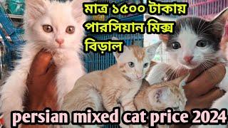 Persian mix cat price in Bangladesh |Katabon animal market in Bangladesh |Mixbreed cat price in 2024