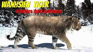 Wanhsien Tiger (Panthera tigris acutidens)
