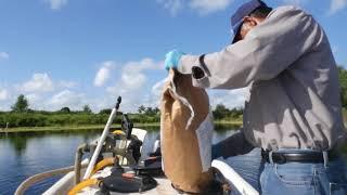 Controlling Algae and Aquatic Weeds in Florida