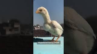 #hopeland #fancybirds #business #trending #birdsfarm #shamo #aseel #parrotbeak #whiteshamo #pakistan